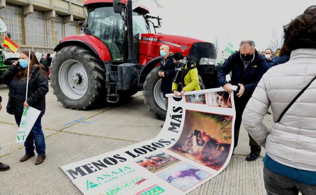 Las organizaciones lamentan que el Ministerio ceda a la presión ecologista con el lobo