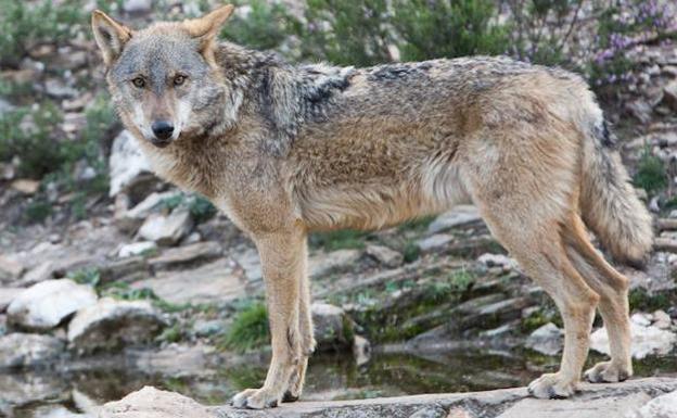 La Junta emprenderá las medidas judiciales necesarias para evitar la protección del lobo al norte del Duero
