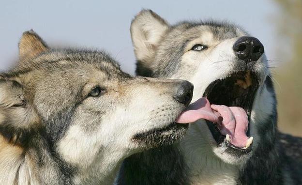 UPA califica de «ofensa inadmisible» para los agricultores y ganaderos la inclusión del lobo en el listado LESPRE