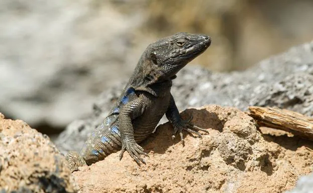 Reptiles sin cobijo. Ejemplar de Gallotia galloti./Jörg Hempel