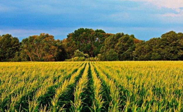 El sector leonés del maíz de grano reclama que la nueva PAC no limite el terreno dedicado al cultivo