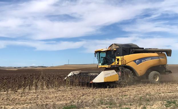 Las lluvias retrasan una semana la siega de girasol, que ha subido su cotización en la lonja