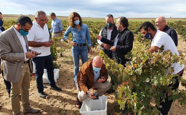 La vendimia, con 145 millones de kilos de uva recogidos, llega al ecuador con grandes expectativas de calidad y cantidad