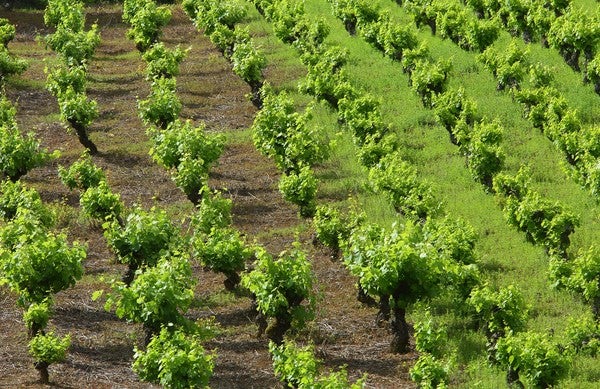 Villafranca del Bierzo acoge la Ruta por la Calidad del Viñedo organizada por el Consejo Comarcal
