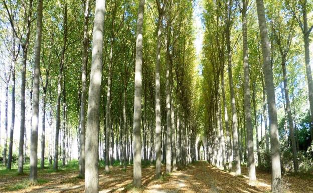 UGT FICA muestra su preocupación por la situación de la industria maderera tras el posible cambio de regulación de las choperas