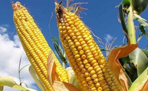 La Lonja de León apoya a los agricultores de maíz y sus 75.000 hectáreas en la provincia
