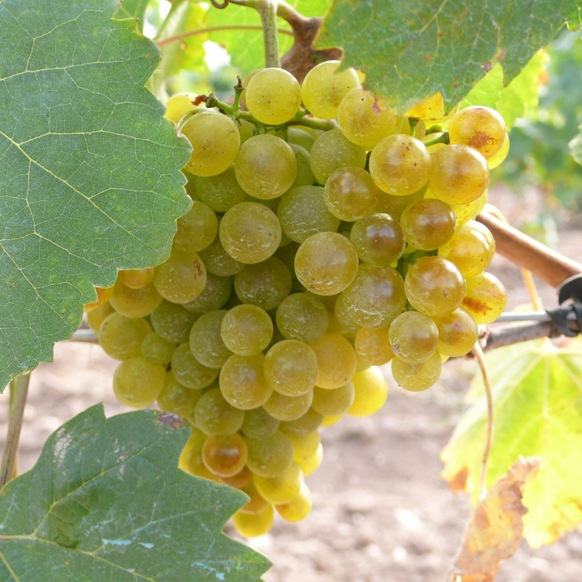 La ULE propone un método para evaluar áreas aptas para la viticultura