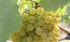 La ULE propone un método para evaluar áreas aptas para la viticultura