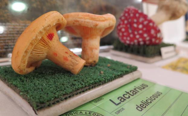 La 'morchella pulchella', seta del año 2021 para la Asociación Micológica Leonesa San Jorge