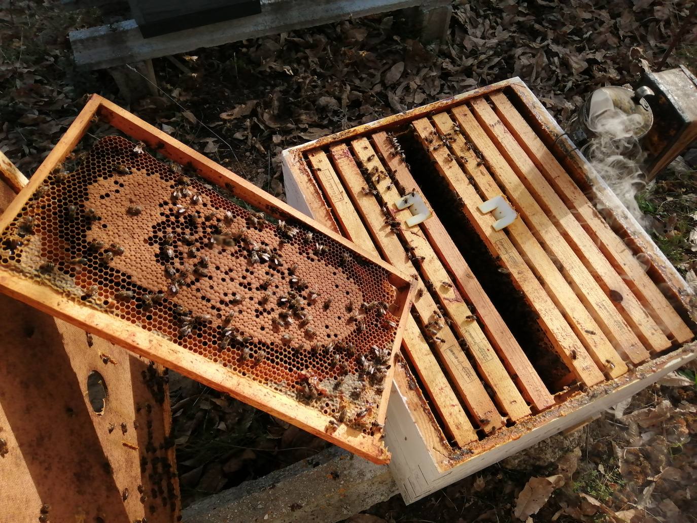 Aberapi celebró un curso formativo de preparación de apiarios a la invernada en Molinaseca