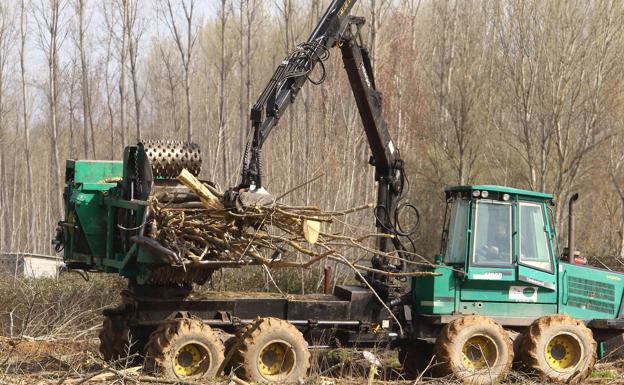 La CHD trabaja para compatibilizar la conservación de los ecosistemas fluviales con la producción forestal de chopos