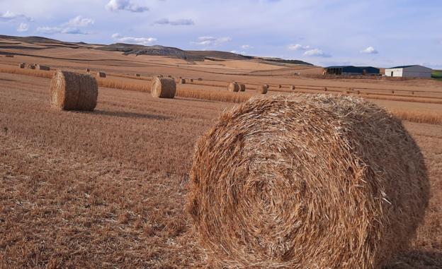 La Junta comienza a abonar el lunes 500 millones del anticipo de la PAC