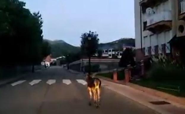 Un venado de paseo por Sabero