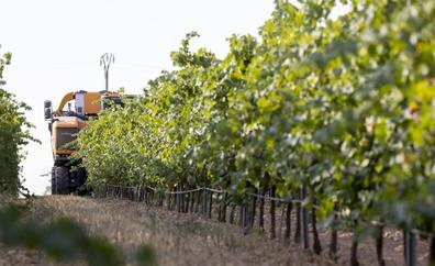 Rueda finaliza la vendimia con más de 124 mil toneladas y «muy buena» calidad de uva