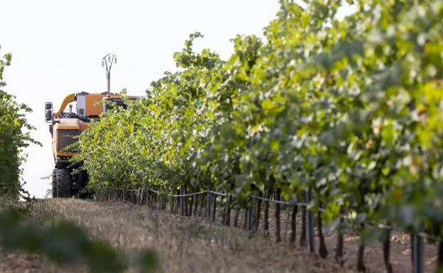 Rueda finaliza la vendimia con más de 124 mil toneladas y «muy buena» calidad de uva