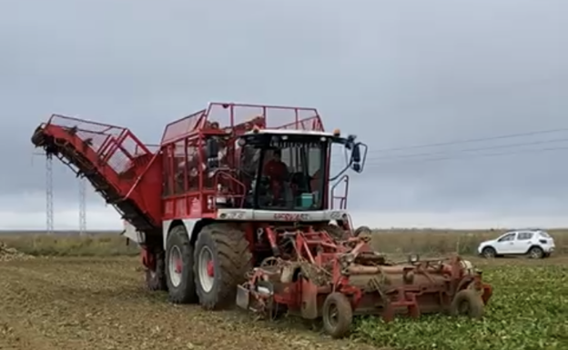 La Azucarera de Toro espera rendimientos de 110 toneladas por hectárea