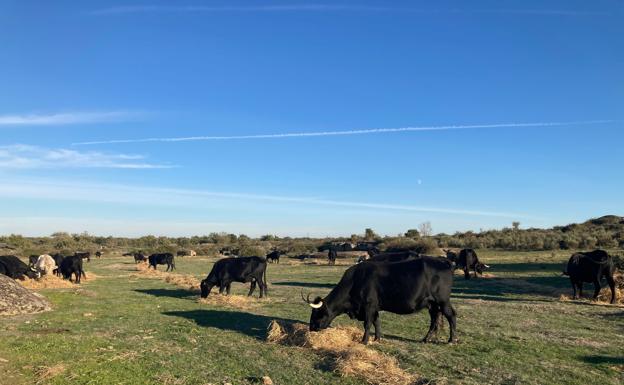 La apuesta por la morucha variedad negra, una edición limitada