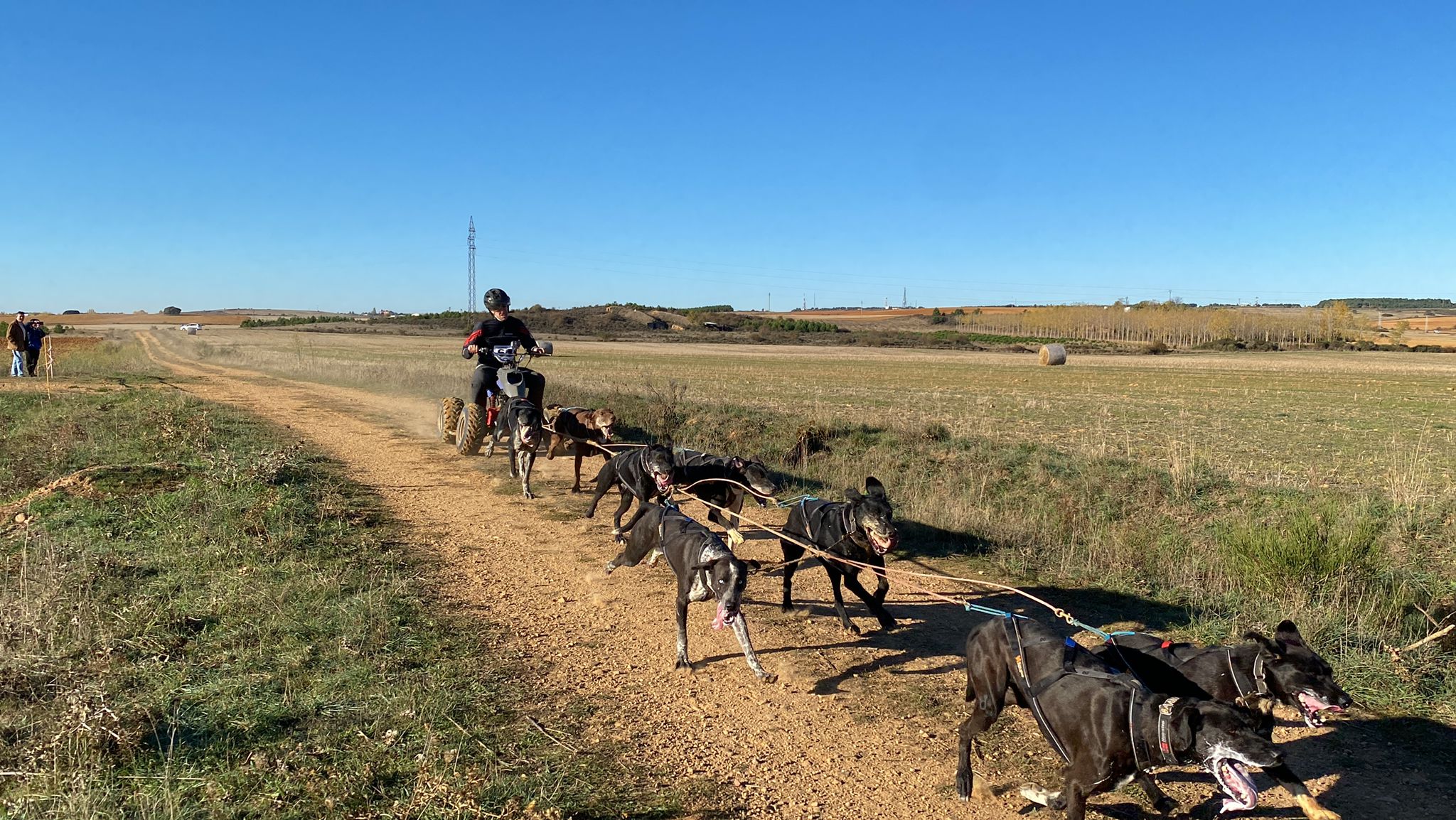 El mushing se abre paso en Valdefresno: 125 'trineos' de perros toman La Sobarriba