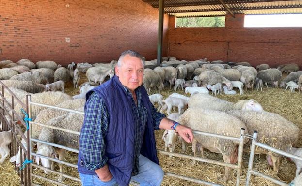 'Matrones' de 1.000 ovejas noche y día