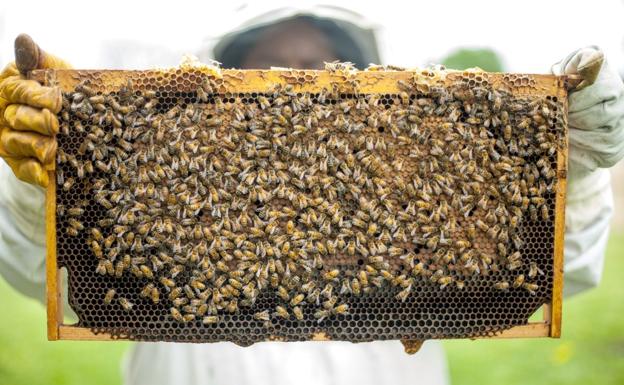 El centro cívico de Molinaseca será sede de un curso de apicultura ecológica en noviembre