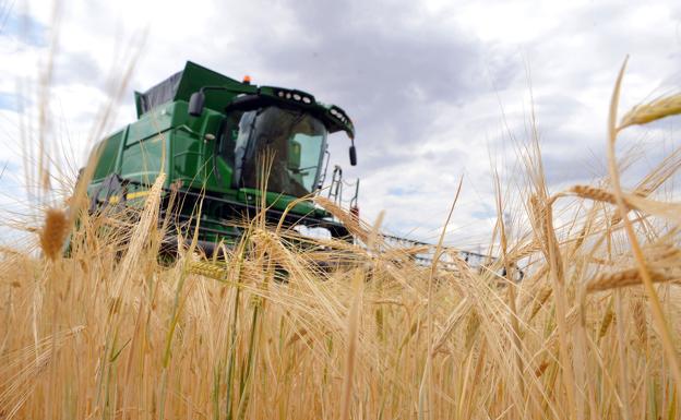 El cereal registra precios históricos sin tocar techo todavía