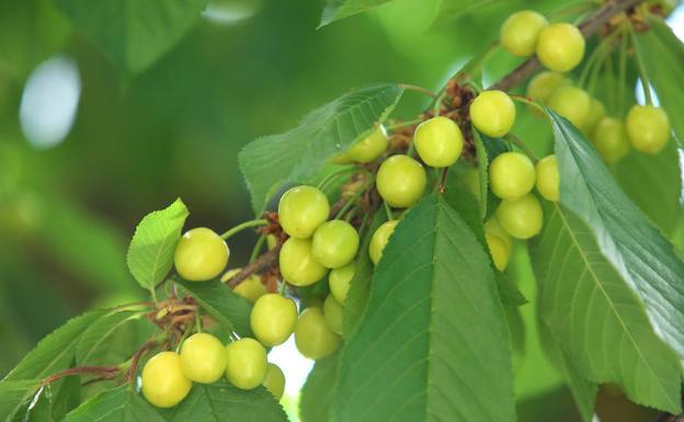 La Consejería de Agricultura eleva un 10% las ayudas para la suscripción de pólizas en explotaciones frutícolas