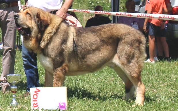 Mansilla de las Mulas recupera su concurso de mastines