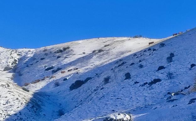 Los Alcaldes babianos de Pinos y Villargusán denuncian que unas cien vacas de Mieres están pastando en pastizales privativos de sus pueblos