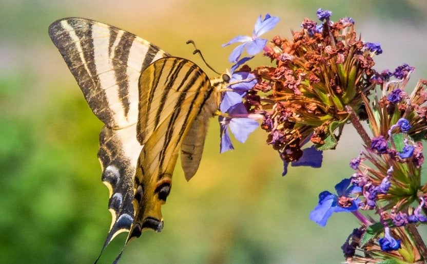 Las mariposas informan de la recuperación de un bosque quemado