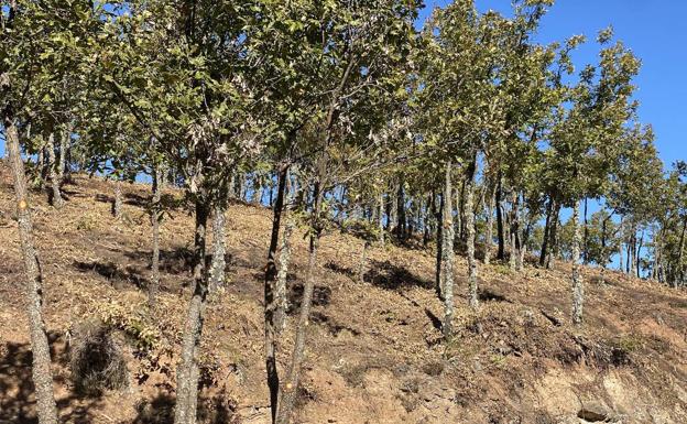 Cesefor desarrolla en León acciones piloto para mejorar los corredores por los que transita la fauna silvestre