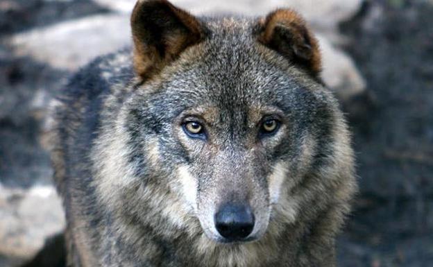 Asaja, COAG y UPA presentan un recurso contencioso-administrativo ante la Audiencia Nacional contra la inclusión del lobo en el Lespre