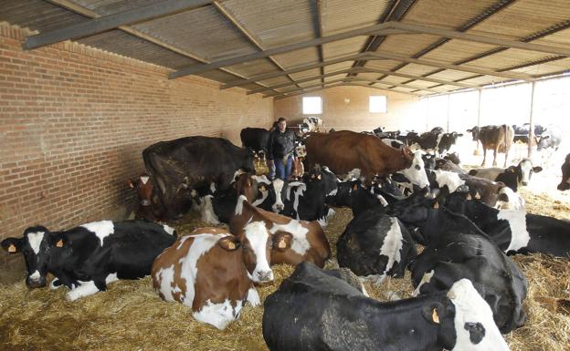 El ganadero cobra la leche 4 céntimos por debajo de lo que cuesta producirla