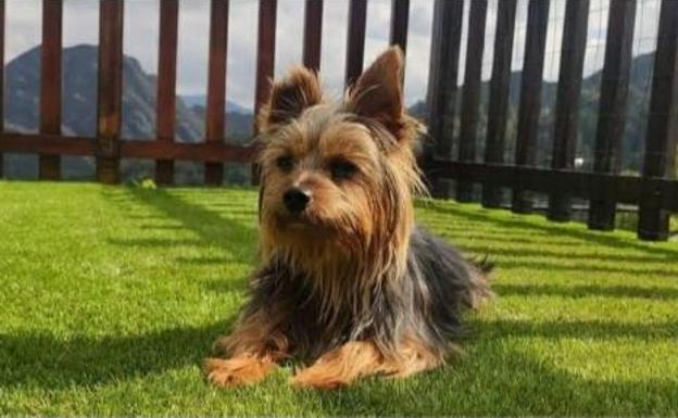 Piden ayuda para localizar una furgoneta y un perro robado a plena luz del día en Oviedo