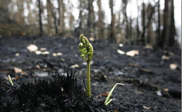 HP León replatará 40.000 hectáreas de bosque quemadas en 2012 en Castrocontrigo el próximo 23 de noviembre