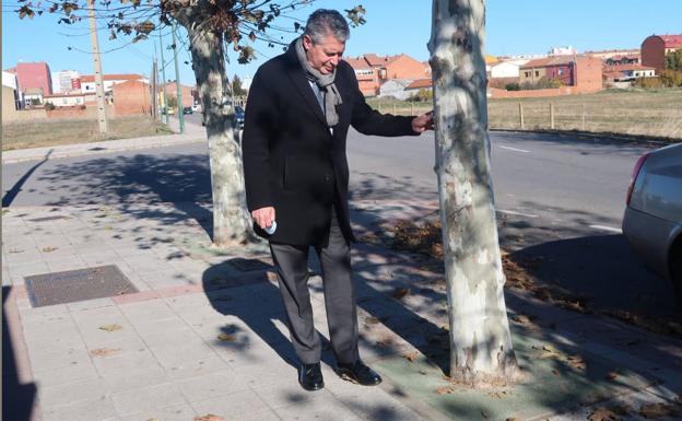 El plan de mejoras de alcorques avanza con la intervención en más de 850 de estos elementos urbanos