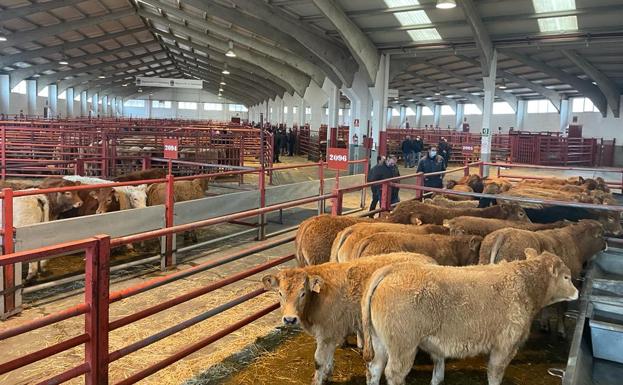 Continúan al alza los lechazos, terneras y añojos en la lonja de Salamanca