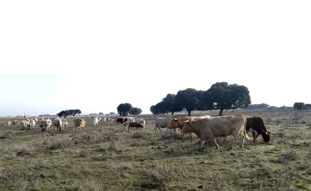 El tiempo esta semana: alerta amarilla por nevadas y el campo que apura siembras