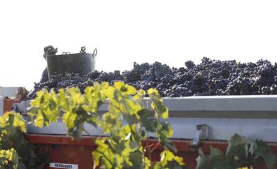 Ribera del Duero cierra la vendimia con más de 109 millones de kilos de uva