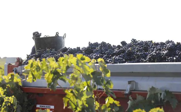 Ribera del Duero cierra la vendimia con más de 109 millones de kilos de uva