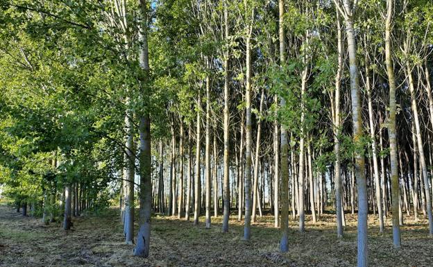 La Confederación organiza una jornada el día 15 para el sector del chopo