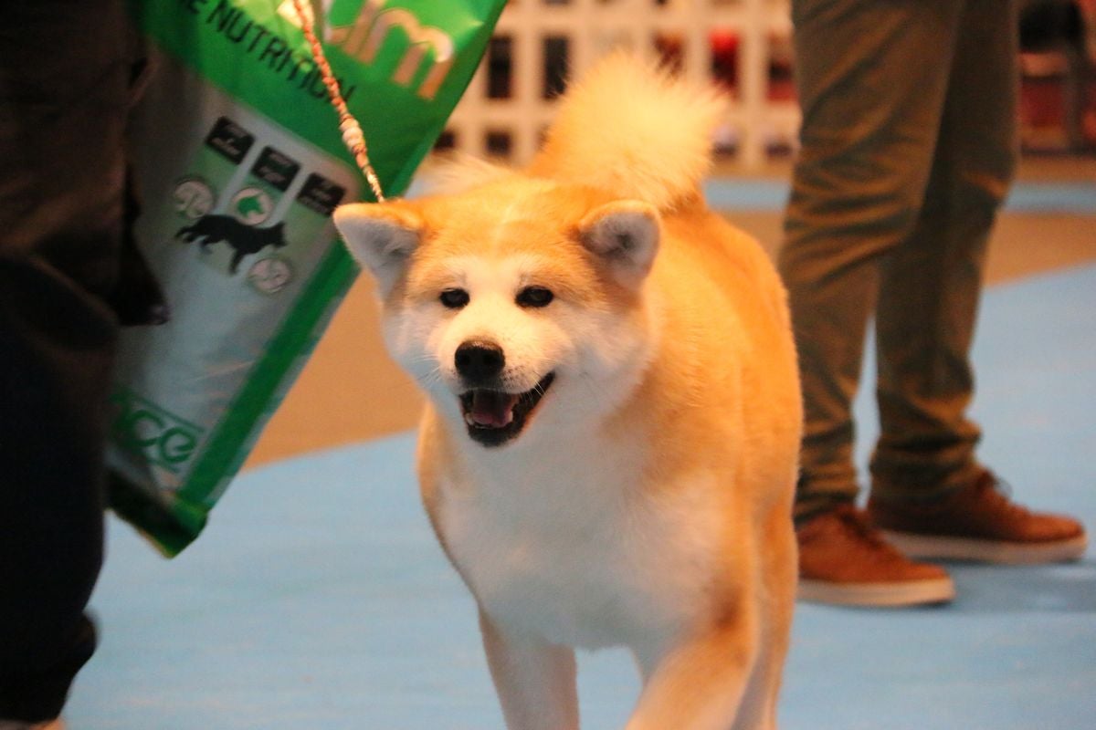 XXIII Exposición Internacional Canina de León