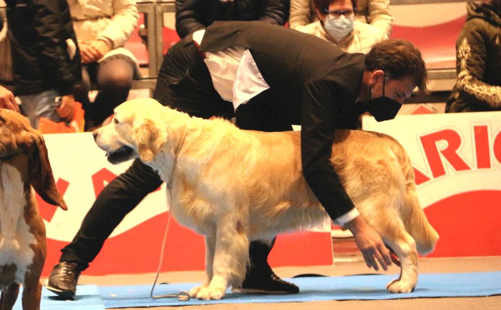 Los perros se lucen en el Palacio de Exposiciones