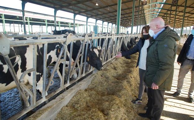 La Junta abre una línea de ayudas para el vacuno de leche de 5,2 millones