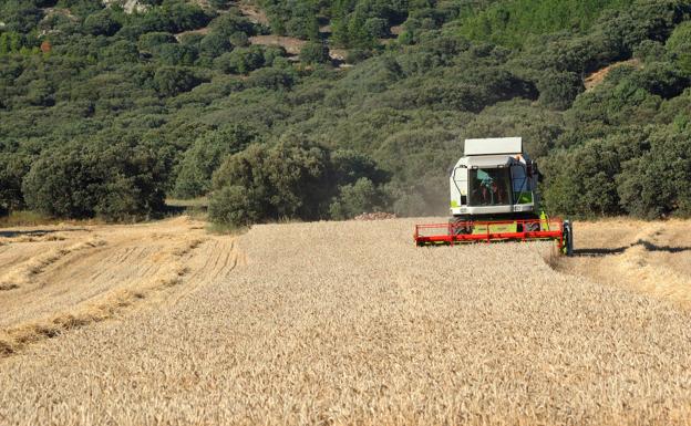 El trigo pierde seis euros en la lonja de León y otros siete la cebada