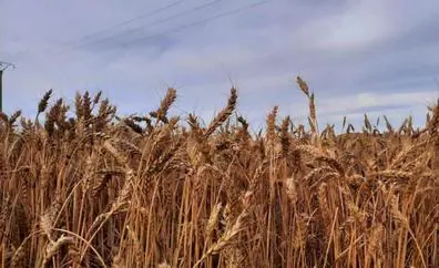 La toma de ganancias provoca fuertes bajadas en trigo y cebada en la lonja de León