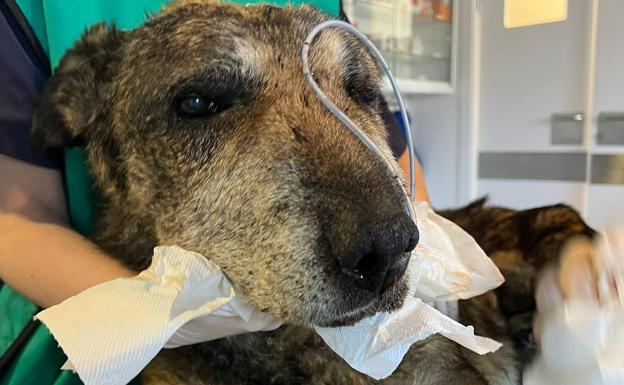 León se moviliza para salvar a Klaus, el mastín apaleado en Villaquilambre