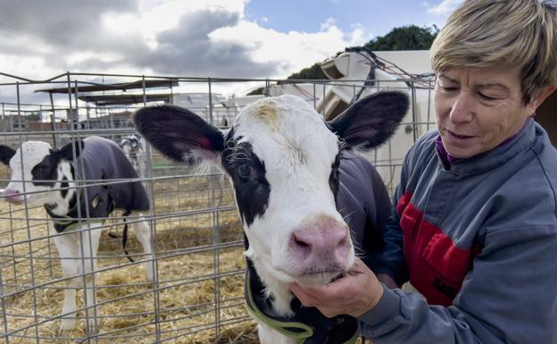 El sector del vacuno de leche, al límite: «Me levanto para perder 168 euros al día y 5.040 euros al mes»