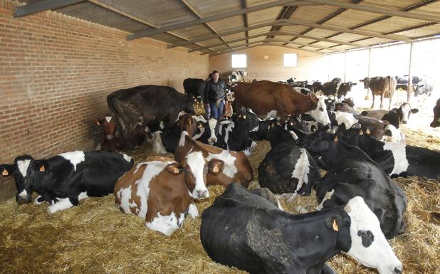 UPA reclama al Ministerio «medidas excepcionales» para el vacuno de leche