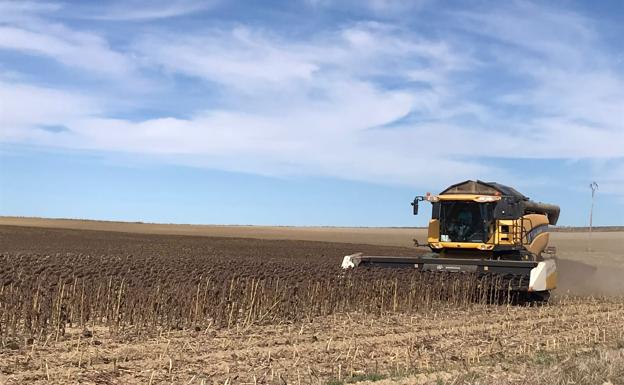 León cierra la campaña de girasol con precios un 70% superiores a los de 2020