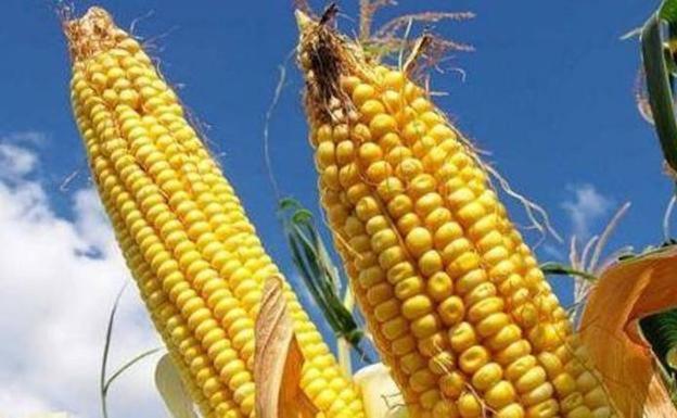 Asaja denuncia que los productores de maíz están abocados a perder ayudas o reducir su cultivo de maíz con la nueva PAC